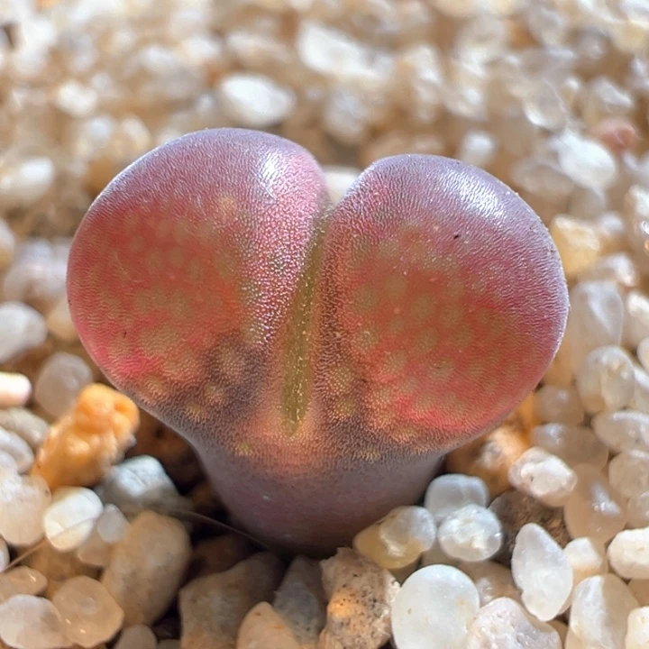 814。特选又鼓又翻窗正版c10。 2年