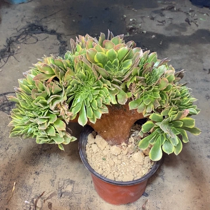 青檬锦缀多肉植物47。