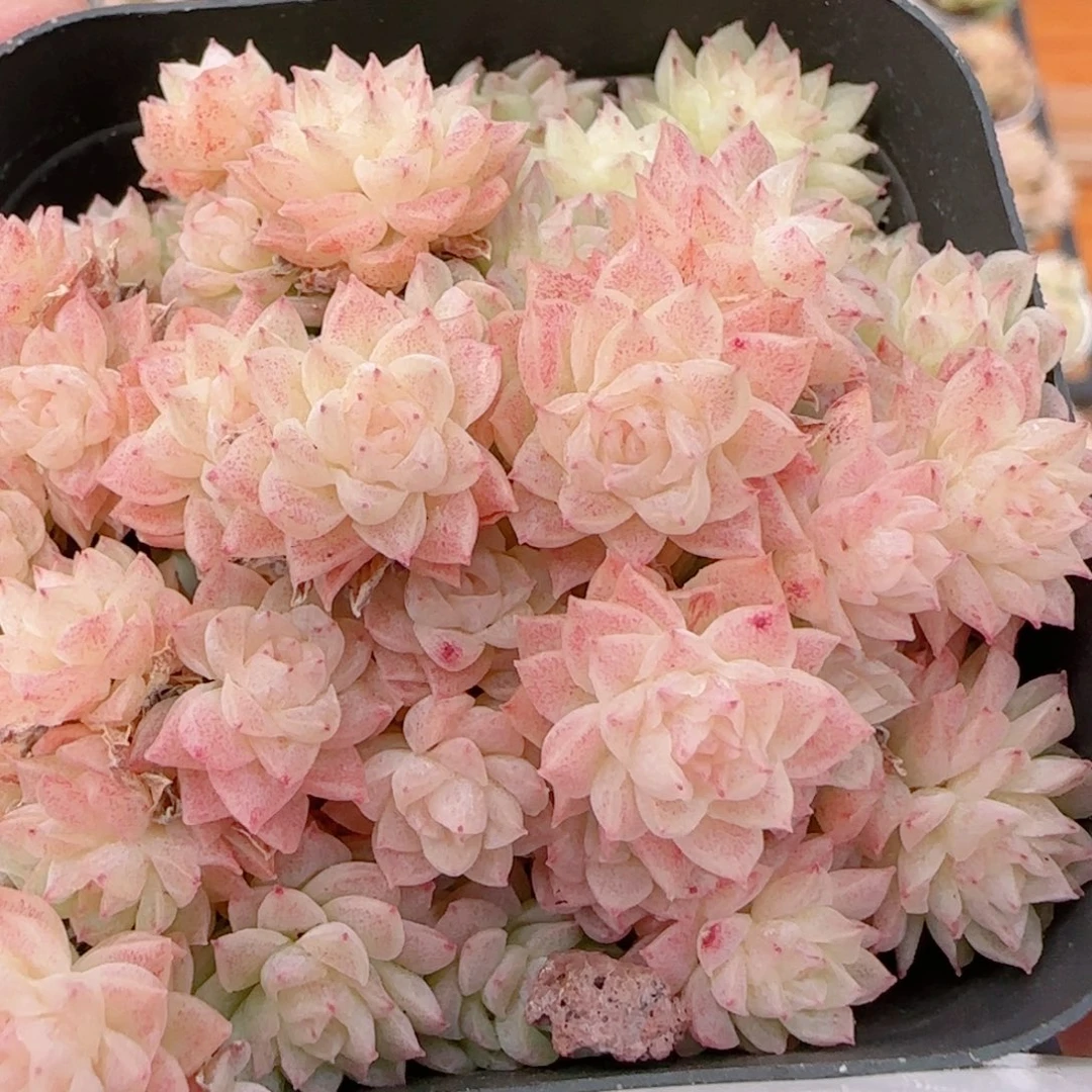 花语多肉1224-241开播福利散