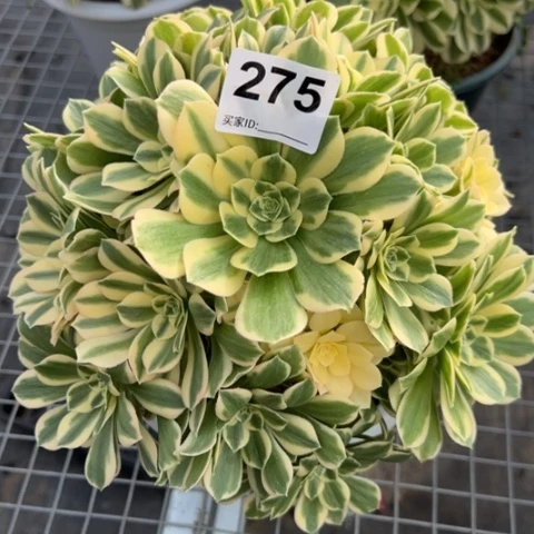 275碧玉23厘米左右