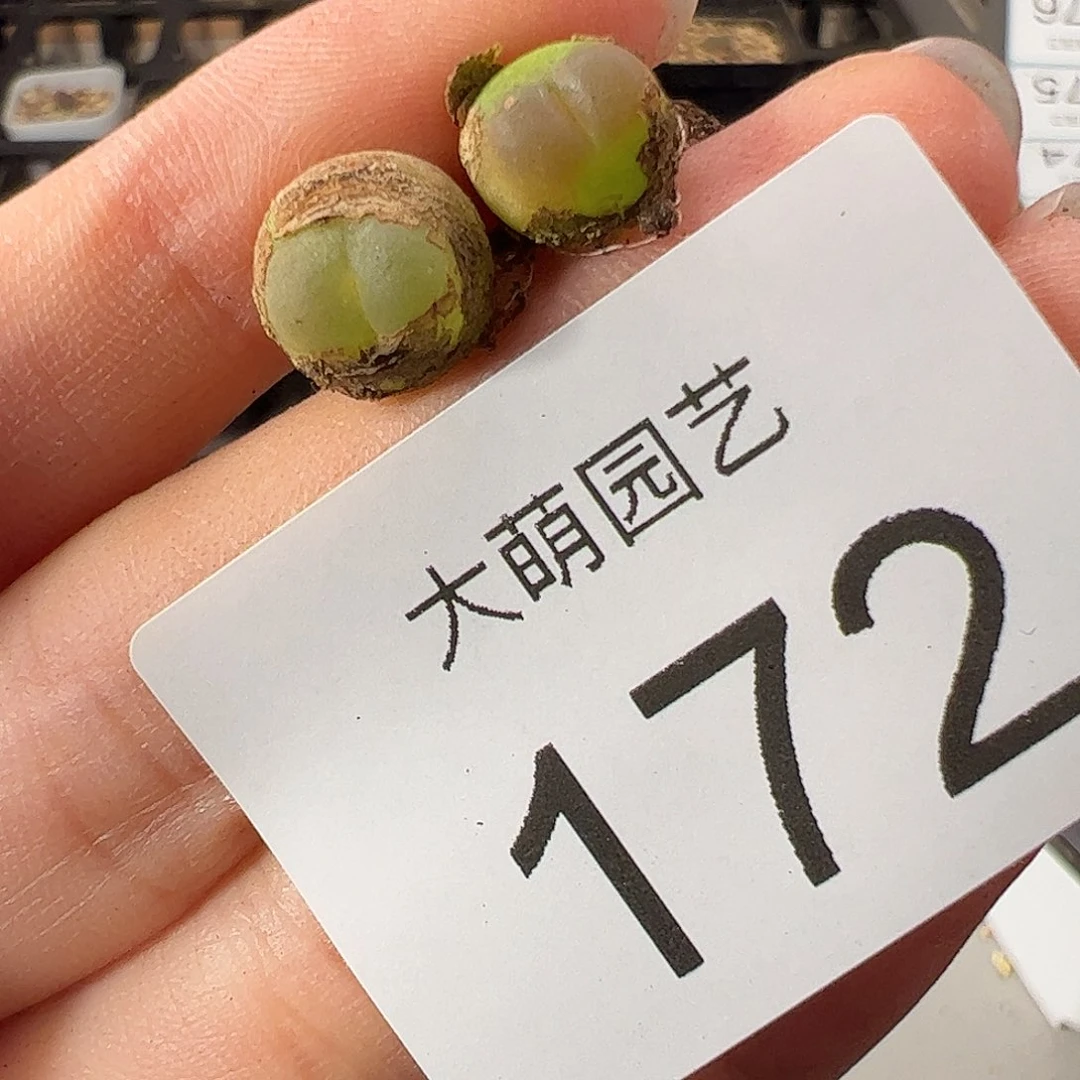 0000172 一物一拍