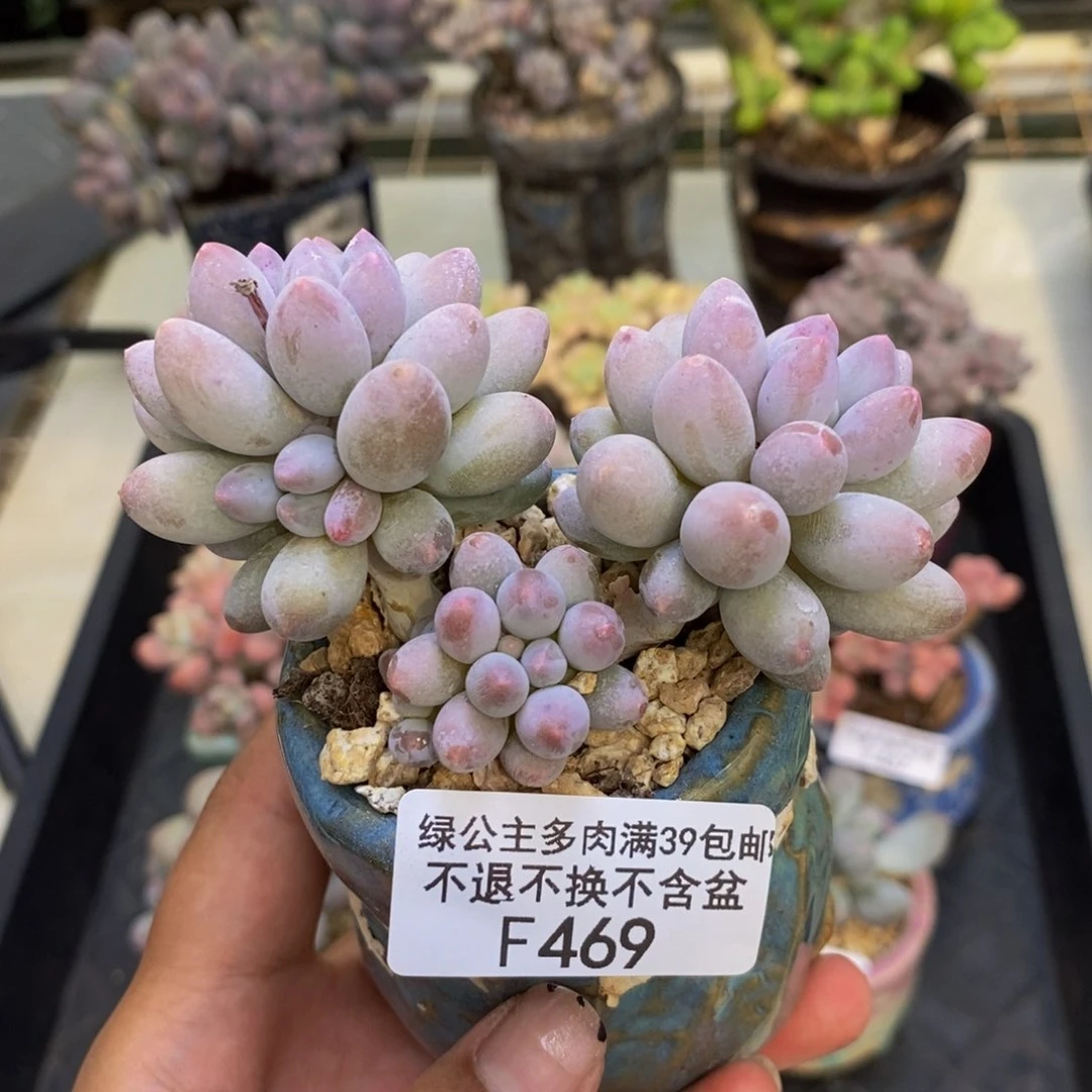 469香水手指奶多肉7c m