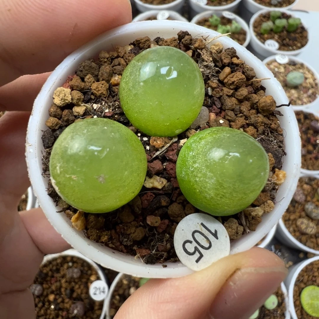 灯泡一颗脱土1050000