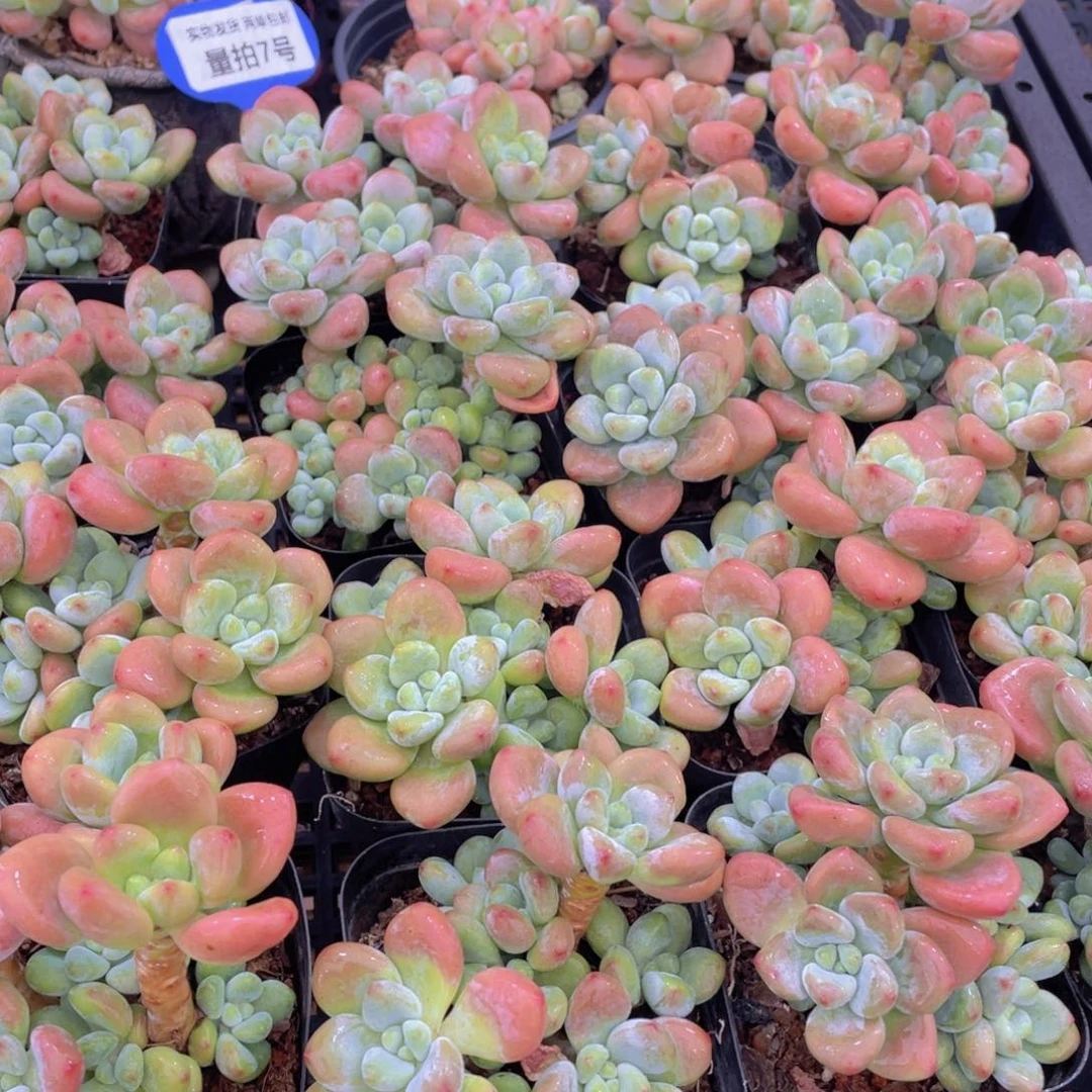 量拍7号 优选红洛神群生一个