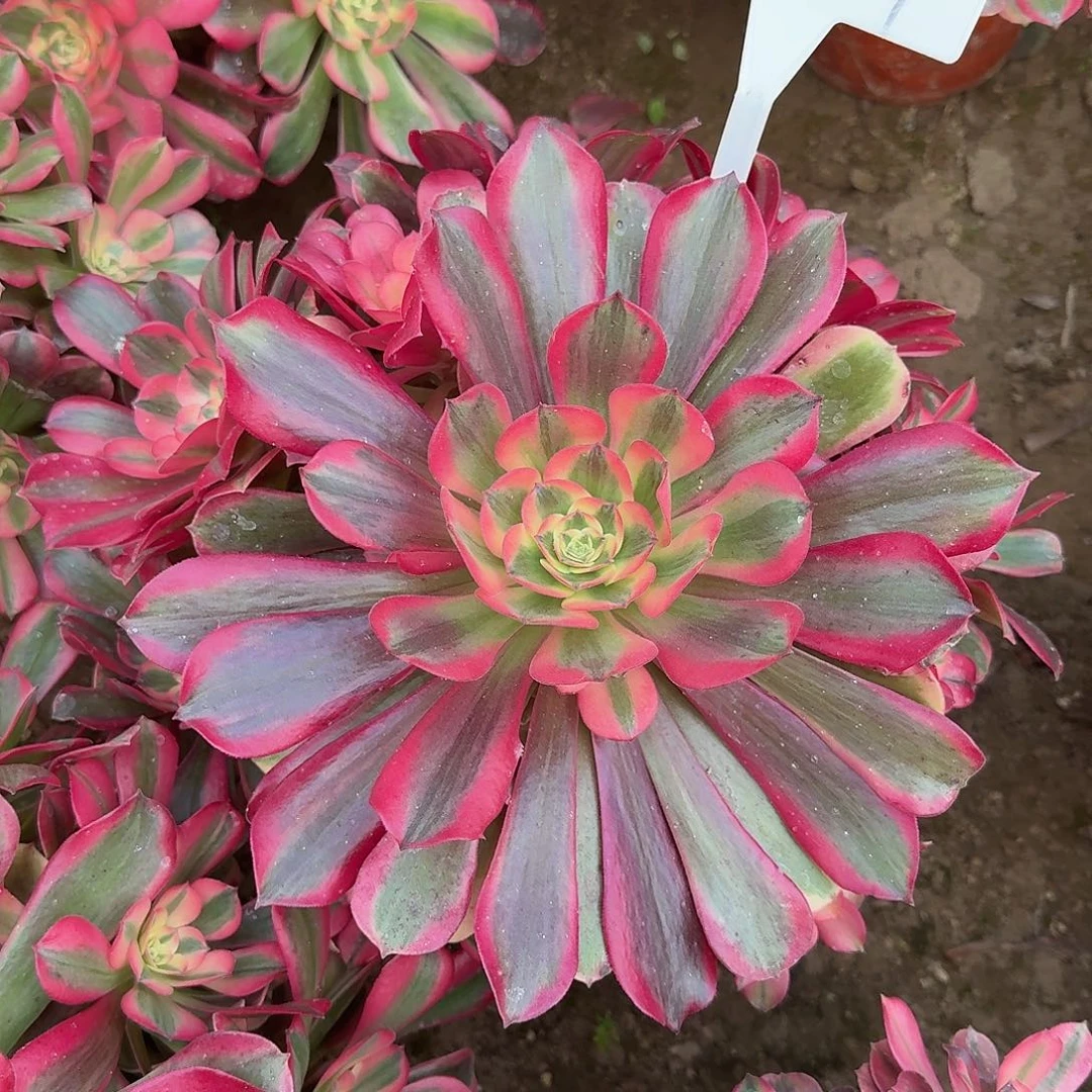 4559桃夭多肉法师多肉