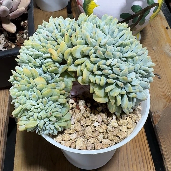 树**止心坠给家人们去做福利