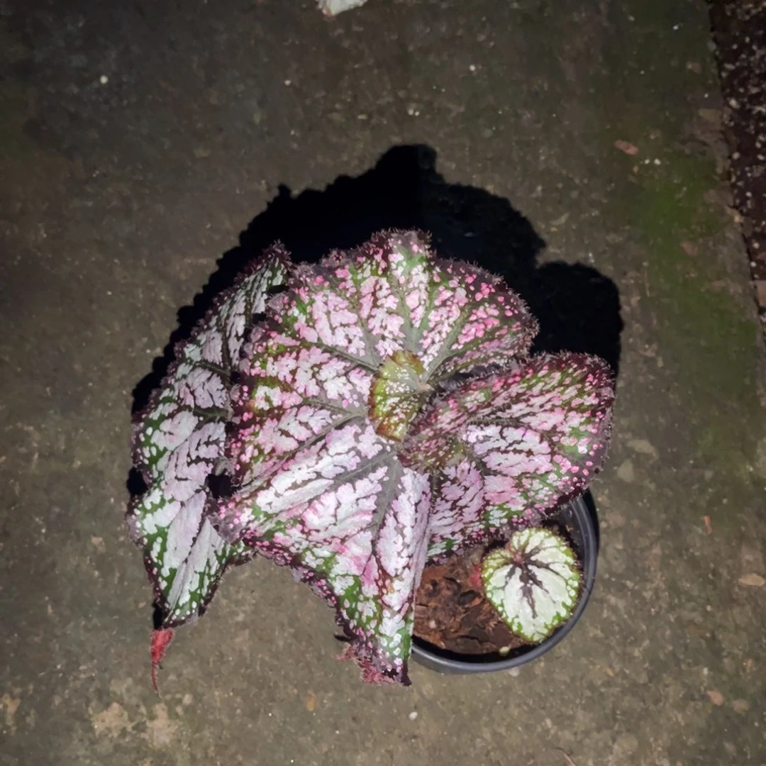 以实际为准3575 泰国杂菜（捡漏价无售后）