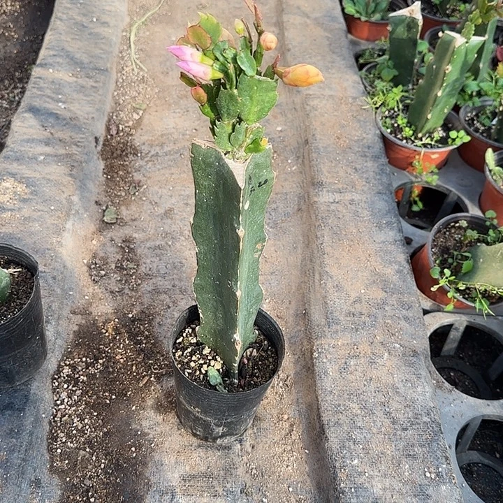 744嫁接蟹爪兰：黄粉