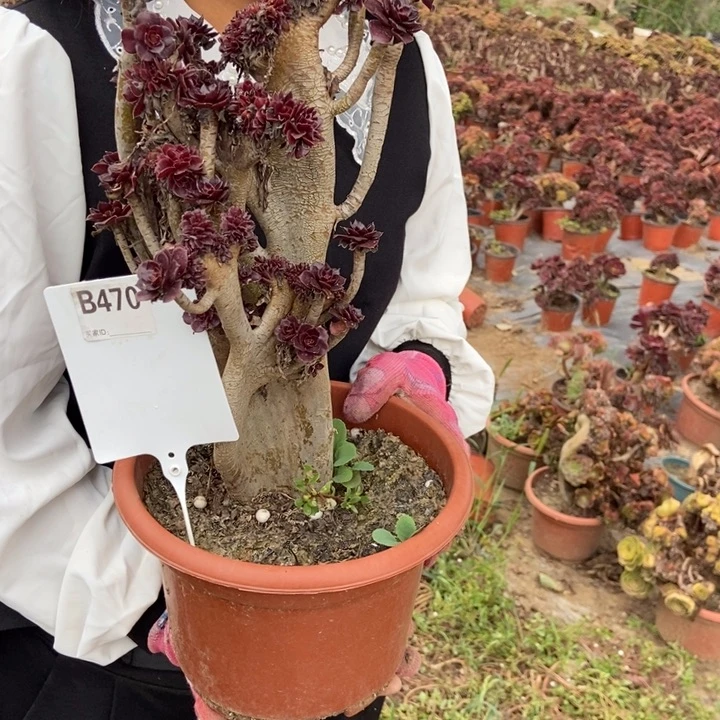 华***华470黑缀化老桩老桩老桩