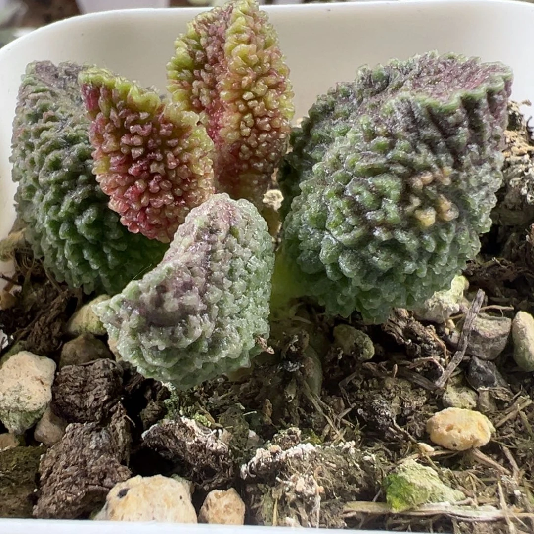 实生新品多肉植物水泡多肉植物