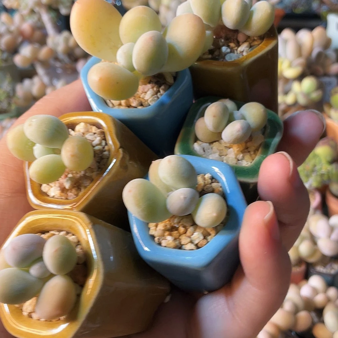 行****多肉植物的生长发育和生长发育