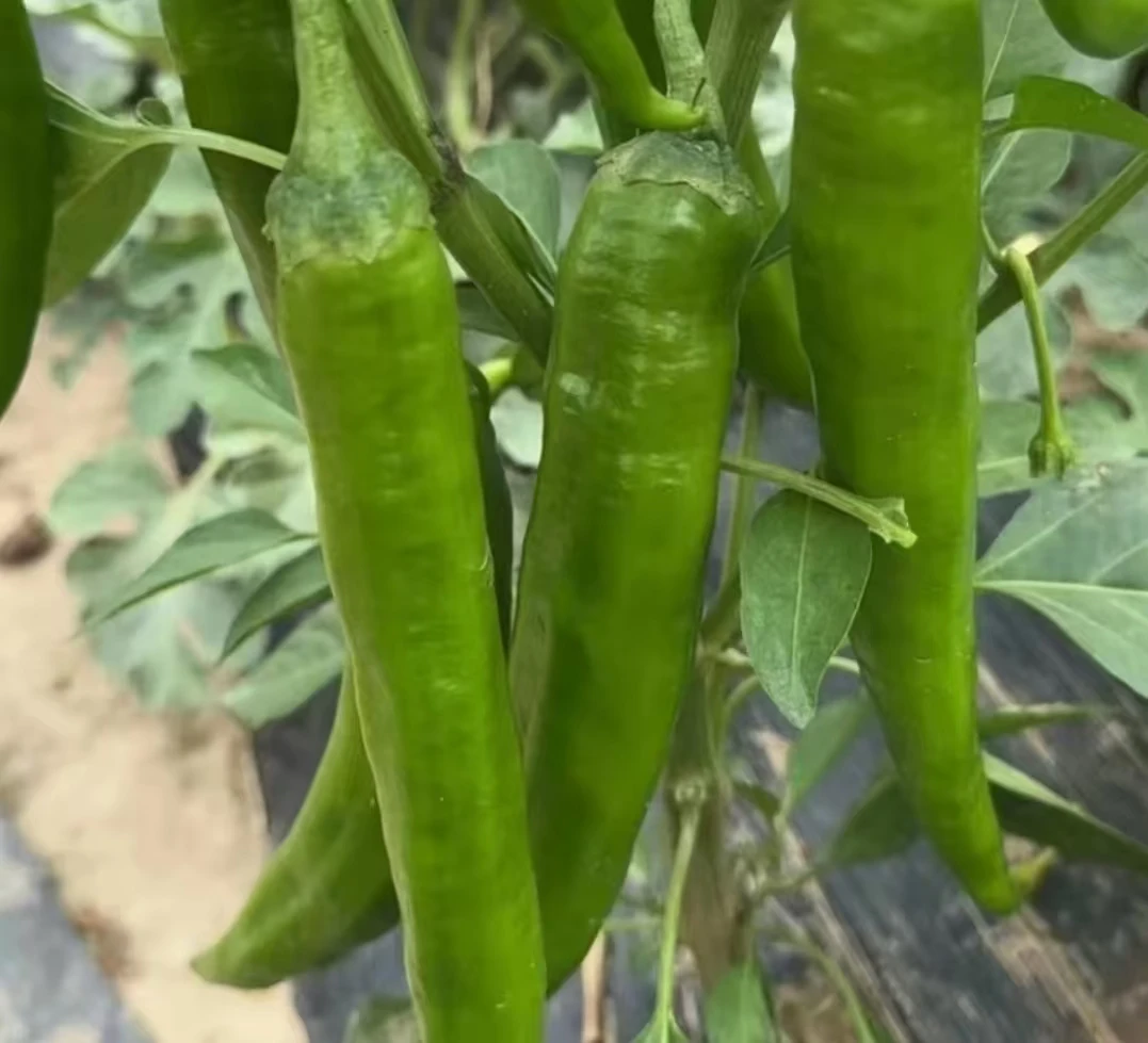 农家自种土辣椒新鲜现摘现发牛角椒羊角椒香辣多汁皮薄肉厚辣椒