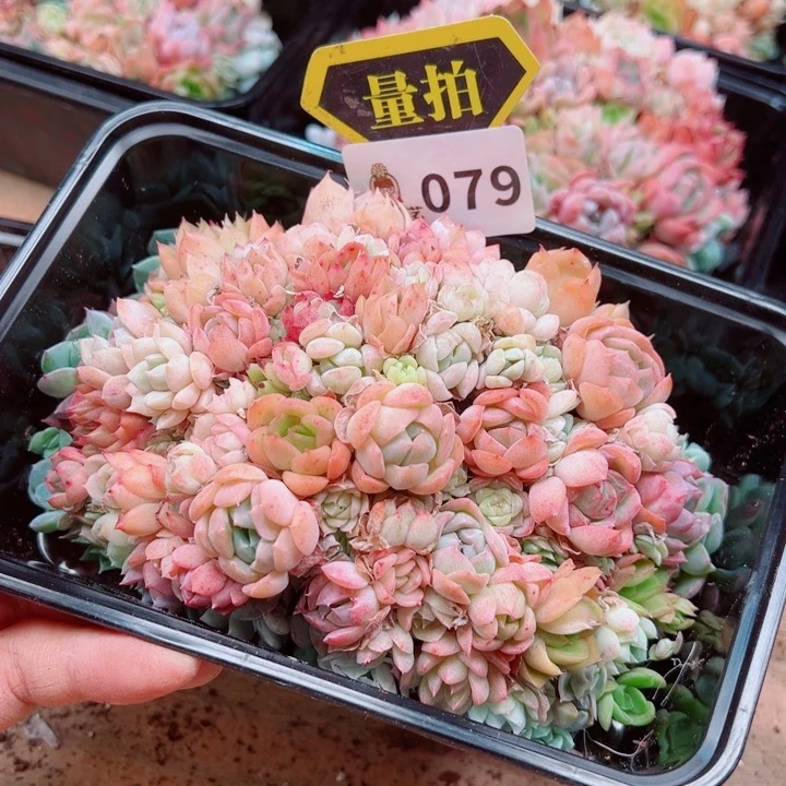 多肉植物多肉植物