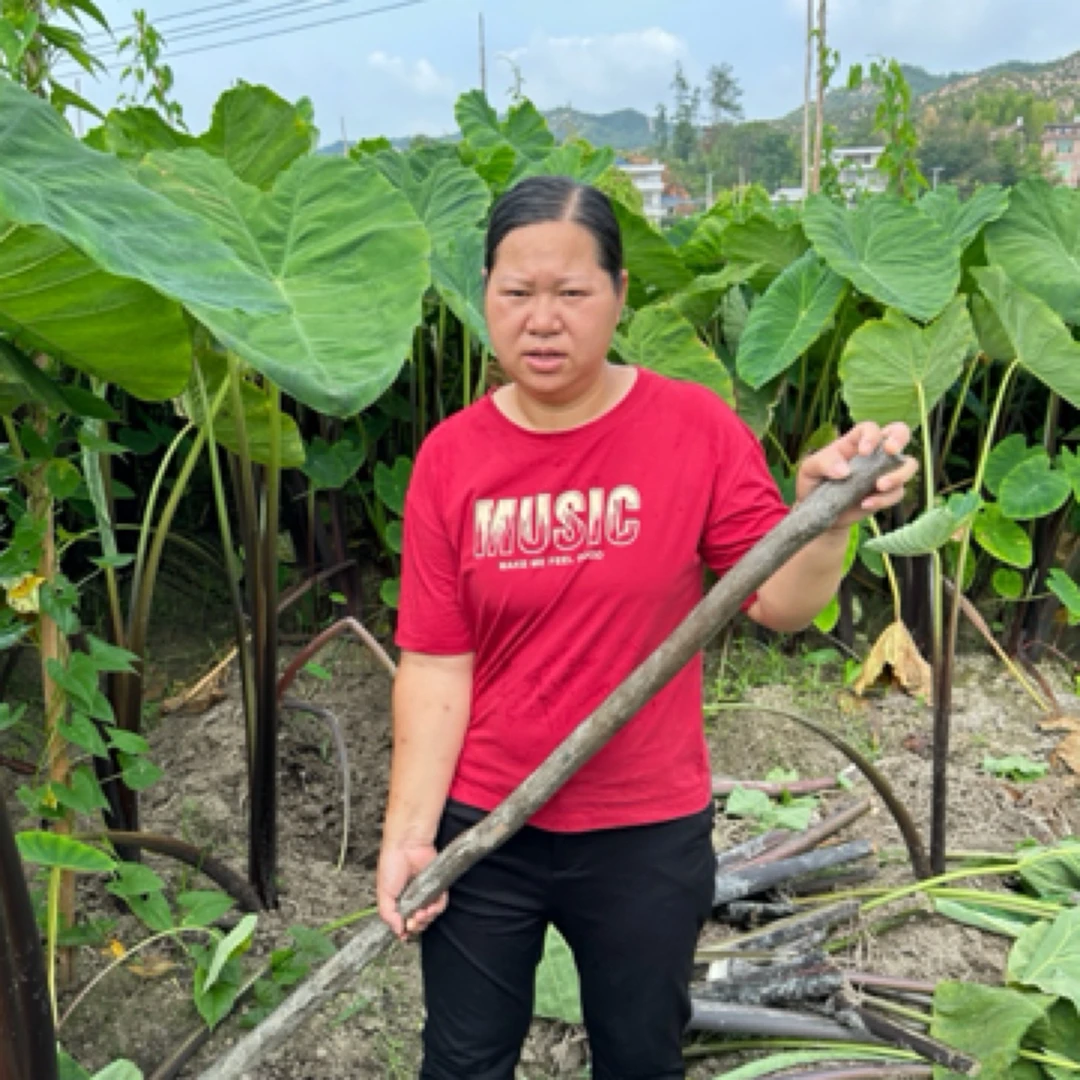 （赣南农家芋仔）江西农家新鲜现挖现卖红芽芋仔农家自种芋仔3斤5斤