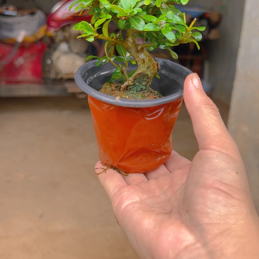 用***8无花朵面对面的目的