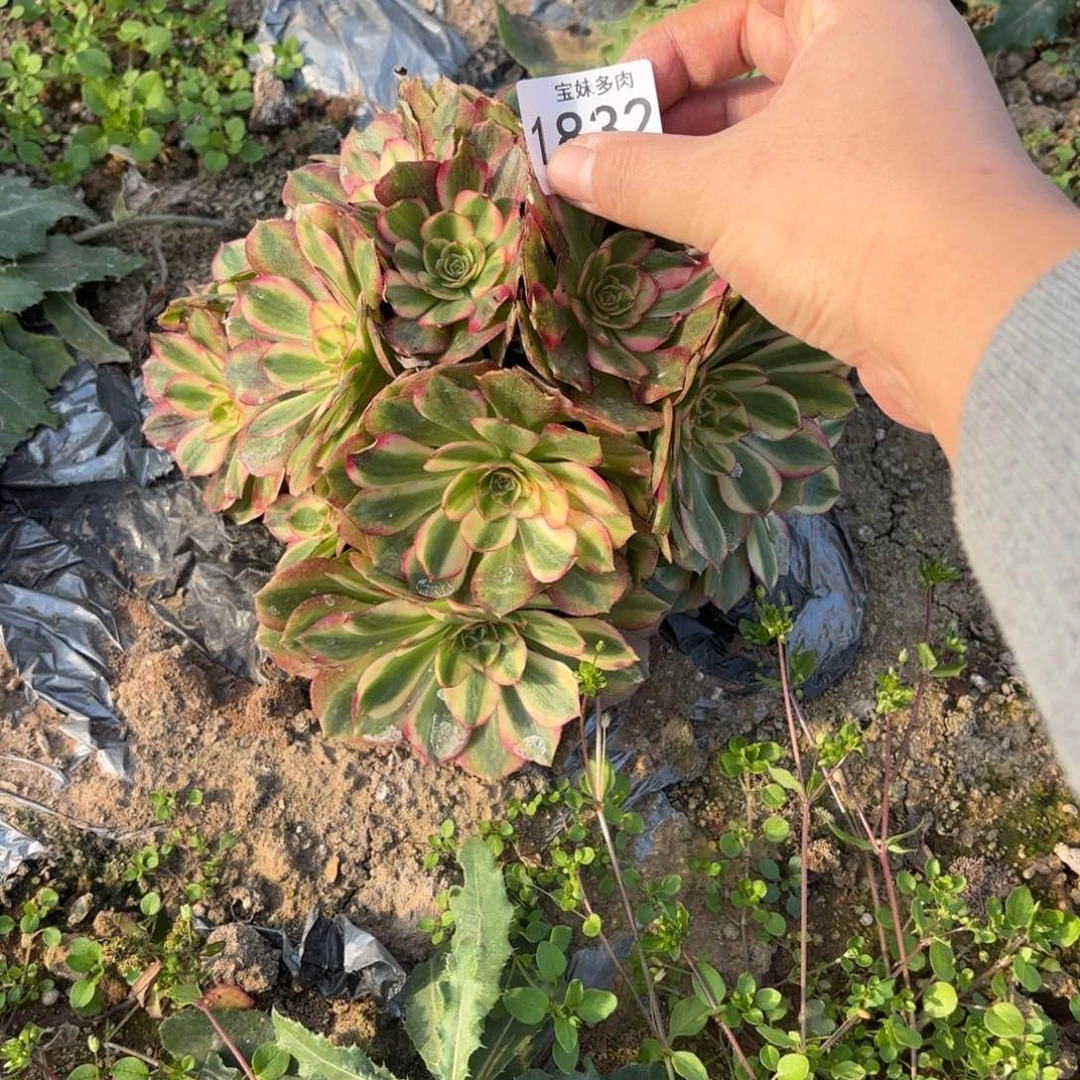 H***）倾城1832一物一拍一号捧