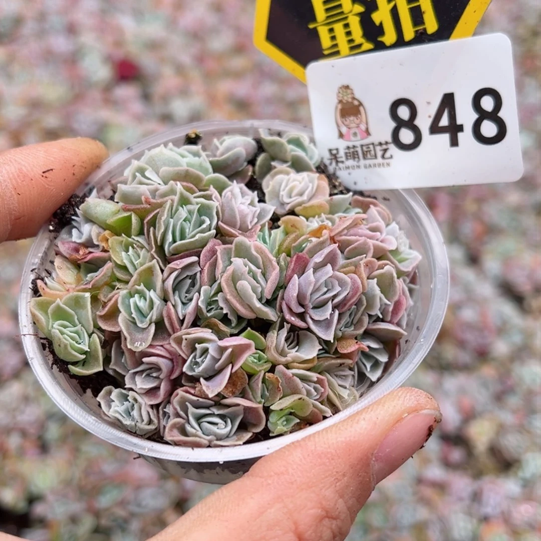 多肉植物多肉植物