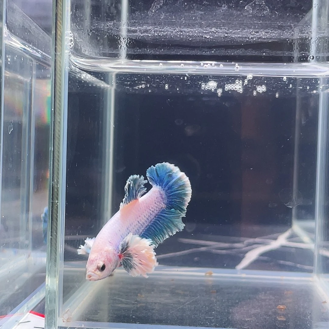斗鱼印尼斗鱼，记得拍加热包010
