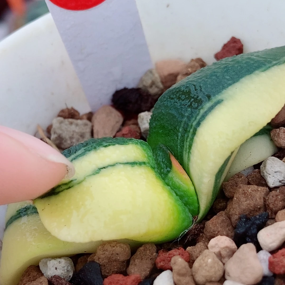 用***0913卧牛实生锦带盆发货