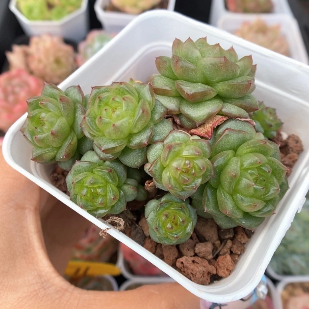 灯泡珍妮群生698号