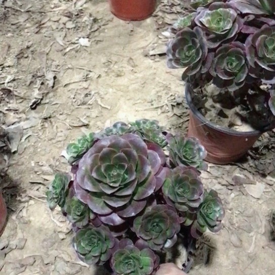 爱****万圣节法师多肉38