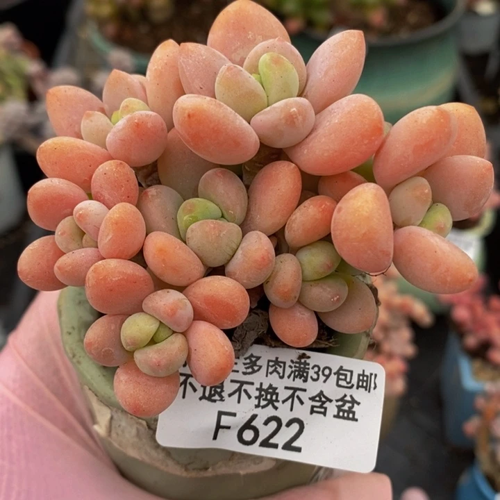 橘子香水洛神8cm622多肉植物
