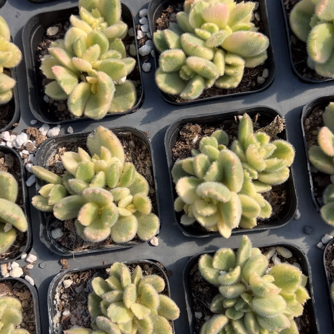 白熊一颗量拍多肉满18元包邮下午发