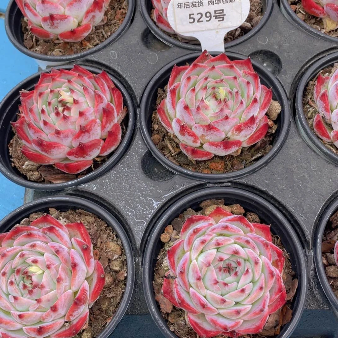 529号 全状态钻石宽叶吉娃娃单头一个