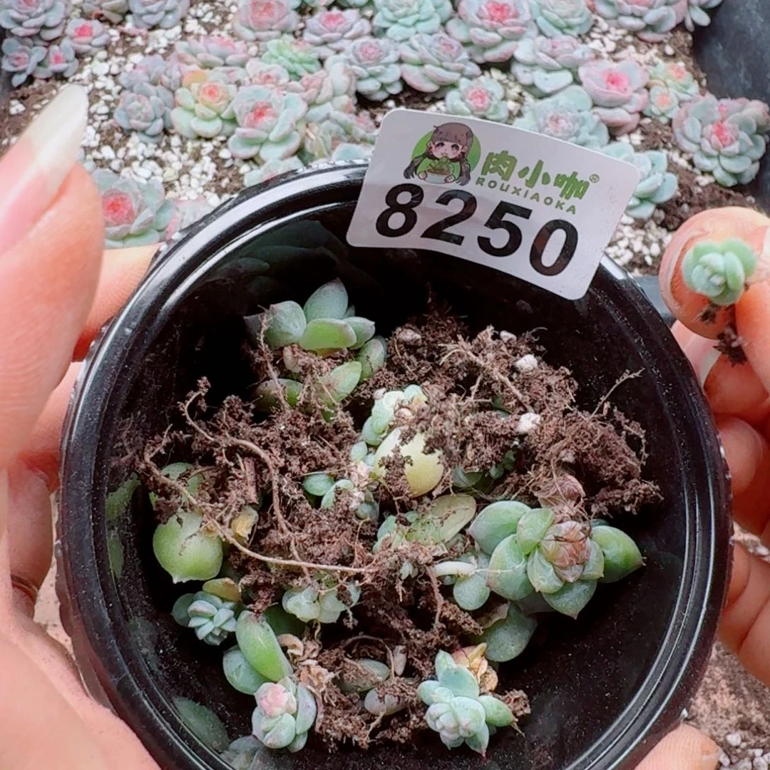 蜜***兔多肉植物多肉植物