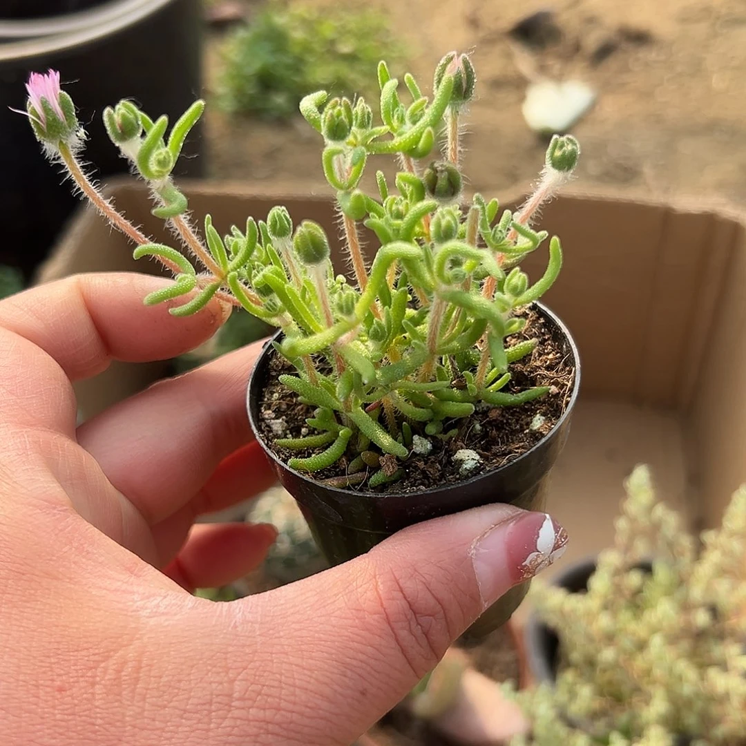 多肉植物九尾狐枝干