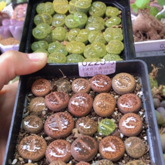 0225，两盆如图10厘米盆特价