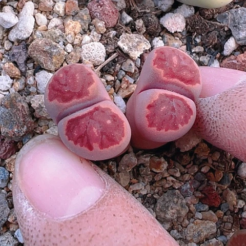 【闪购商品】25509