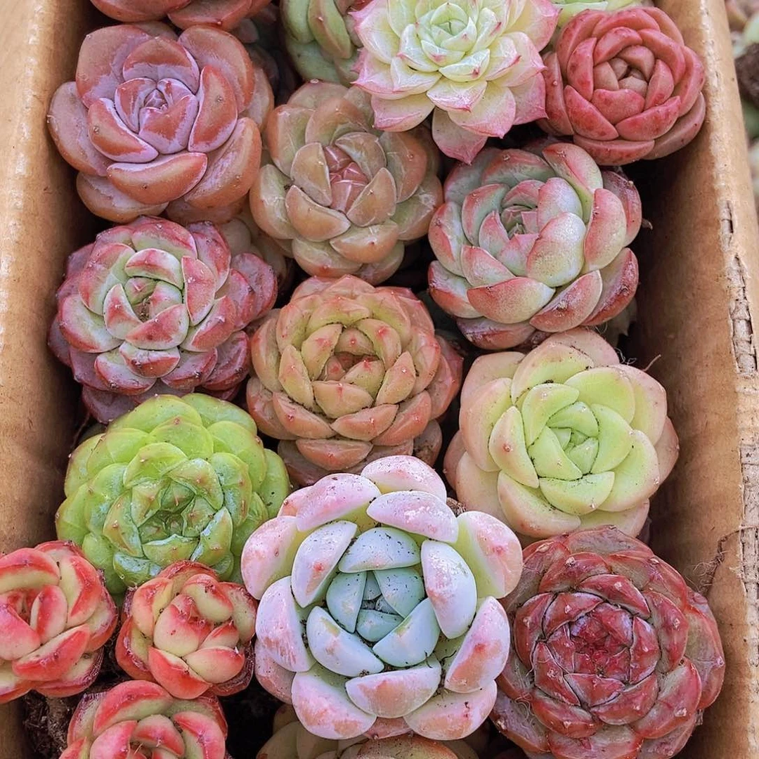 0000000000001量拍保底20颗