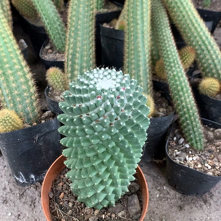 12688726842387268456852