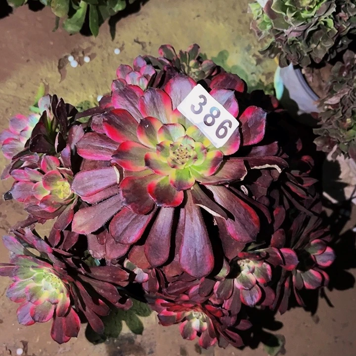 386烟花多肉植物处理不售后