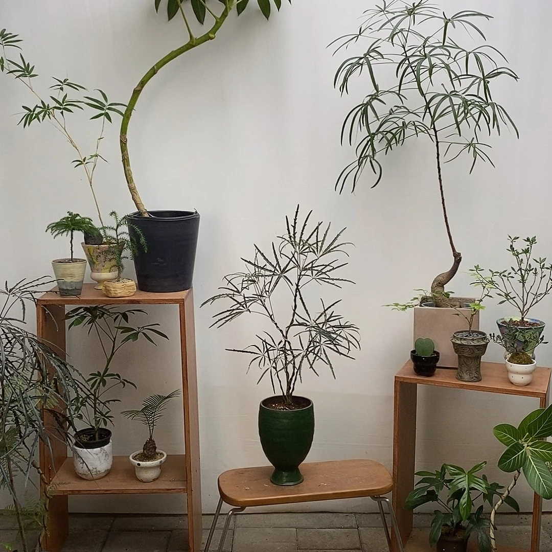 完全开放孔雀木（含盆）