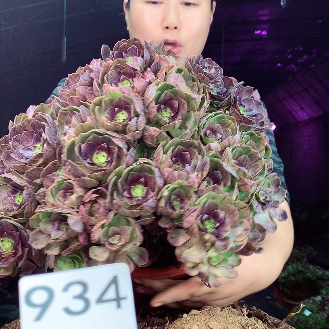 柒柒精品多肉脱土发货不包断侧枝处理934