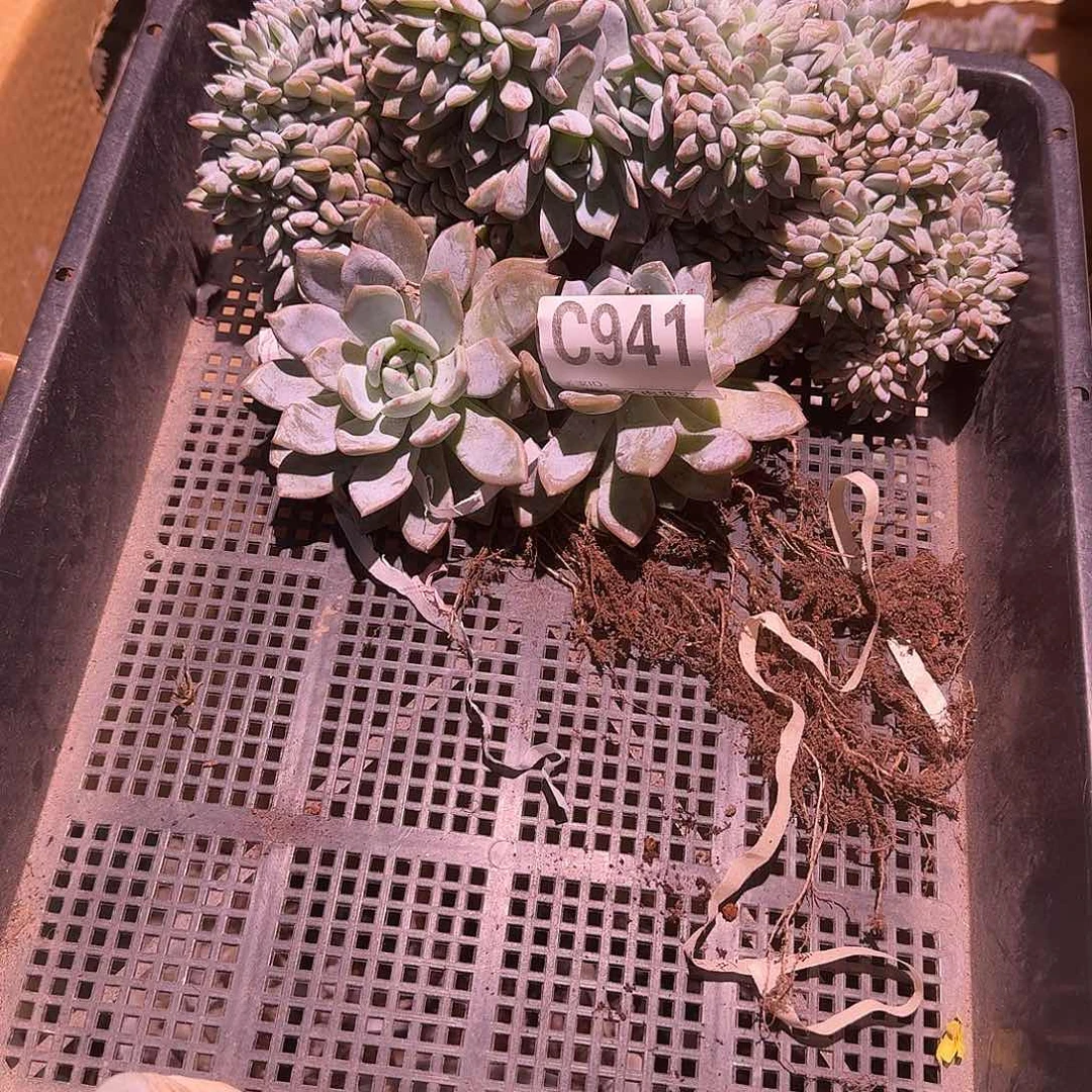 旻***子星影补售后差价呀呀呀