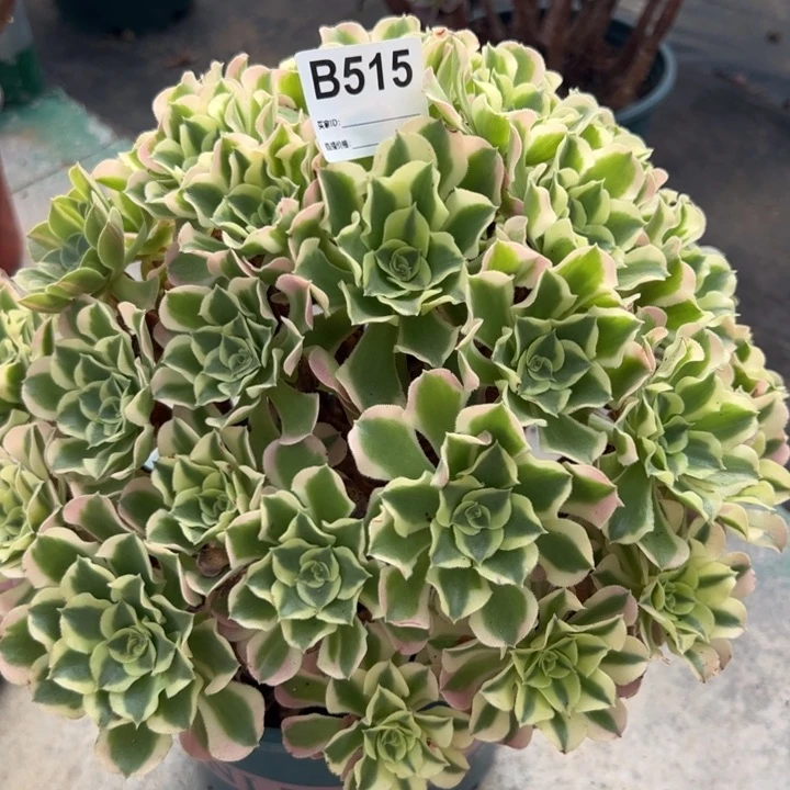 515白凤30厘米左右