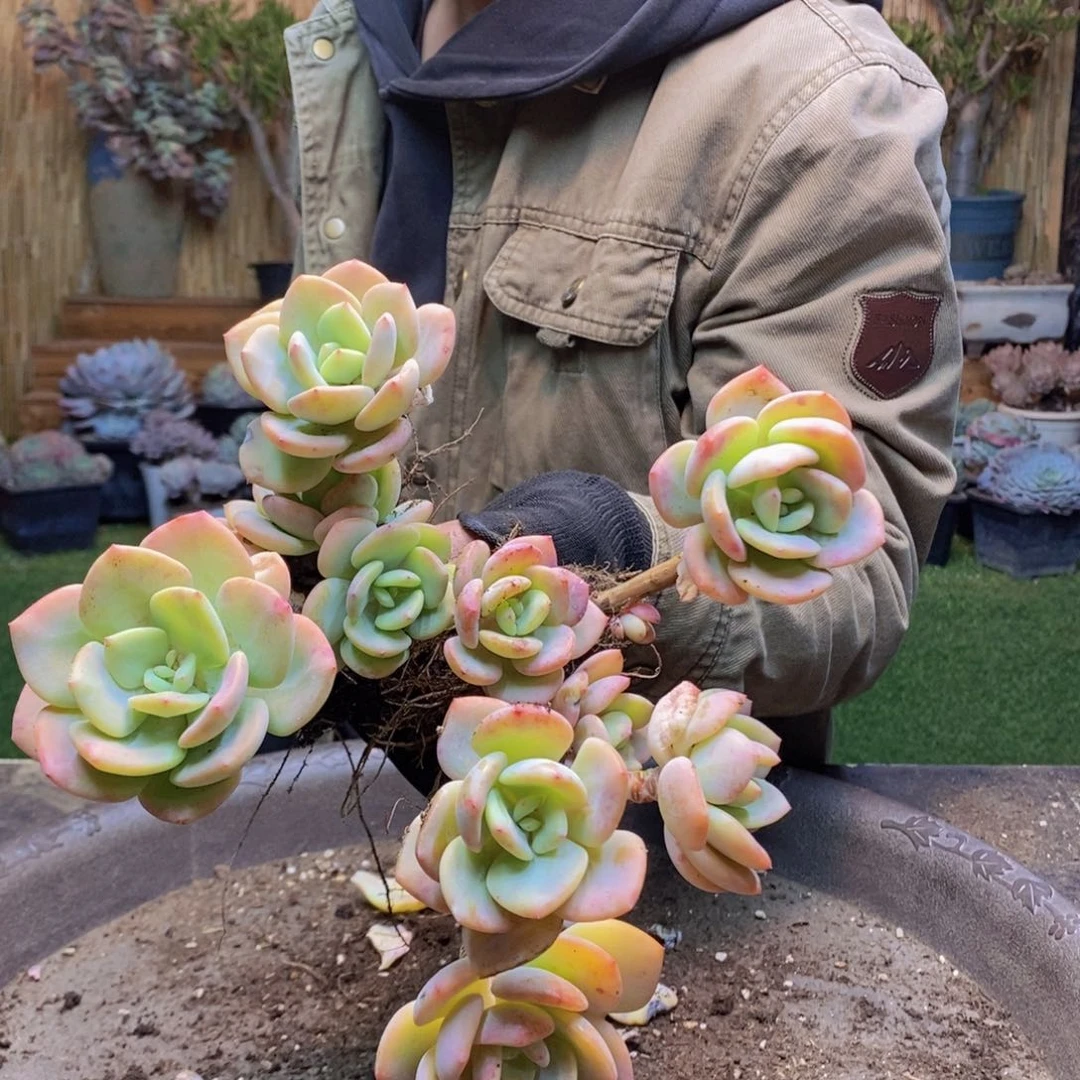 雾*171号白月光两颗