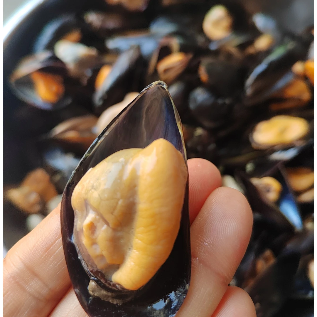 鲜活发货 码头直发 山东日照海虹 淡菜 顺丰冷链包邮