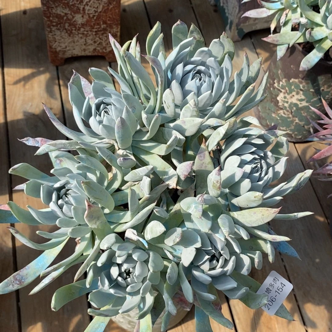 154号法瑞杂大群瑕疵