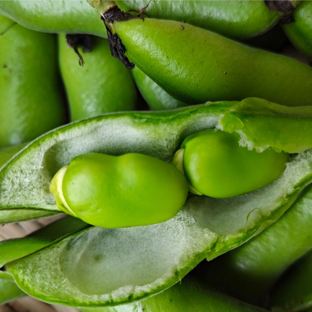 农家自种新鲜现摘带壳青皮粉糯蚕豆胡豆蔬菜