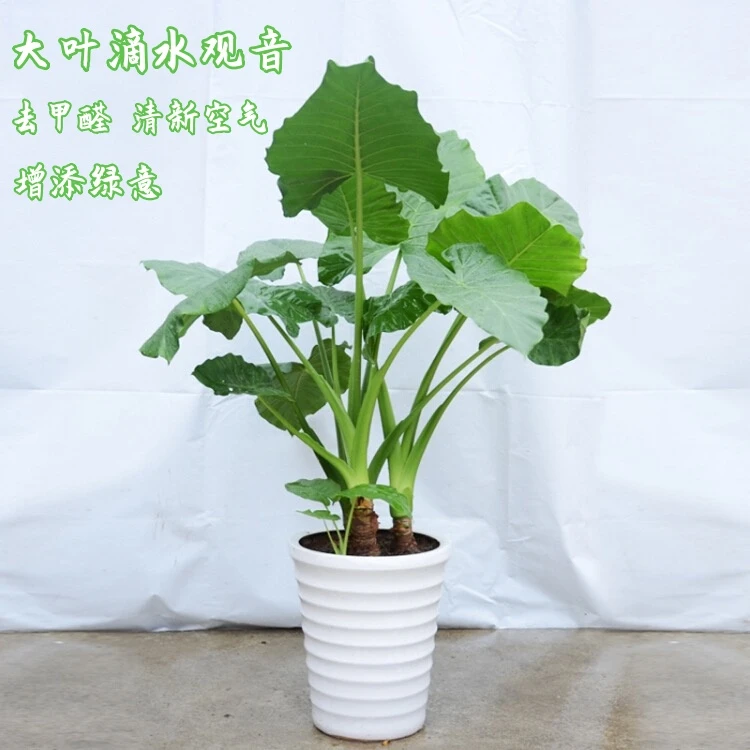 巨型滴水观音网红观叶植物适合室内外庭院造景盆栽地栽水培