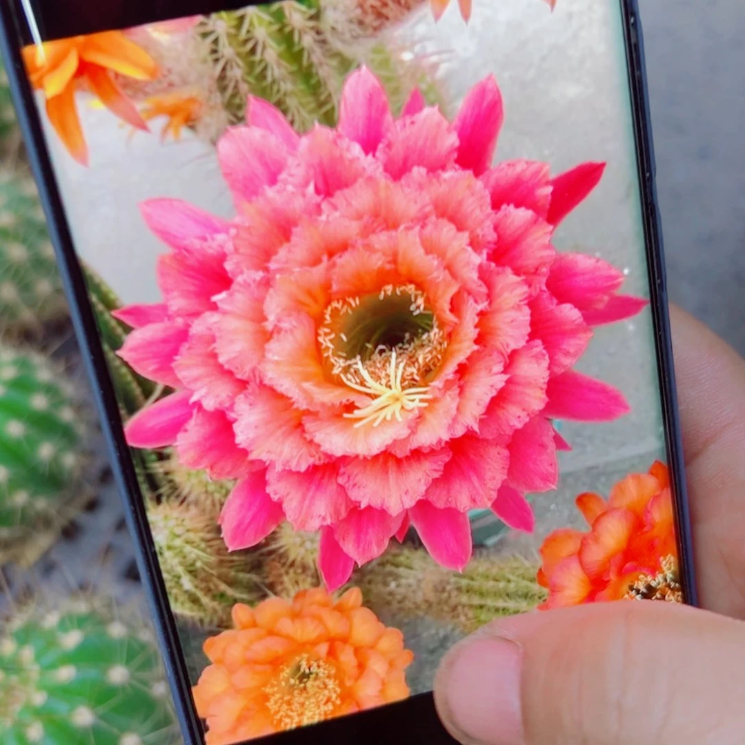 下17毛牛牛歪无根侧芽4公分左右20包邮