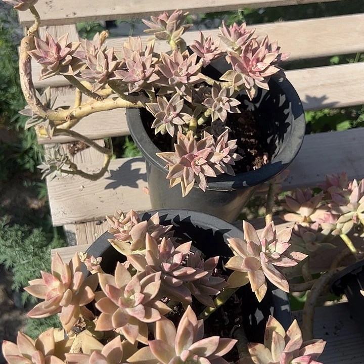 橙色恋人多肉植物
