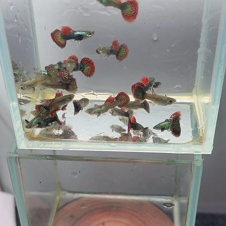 孔雀鱼红龙苗10条【拍一发二】