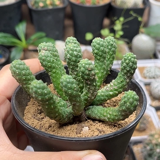 无花朵阎魔大戟一颗