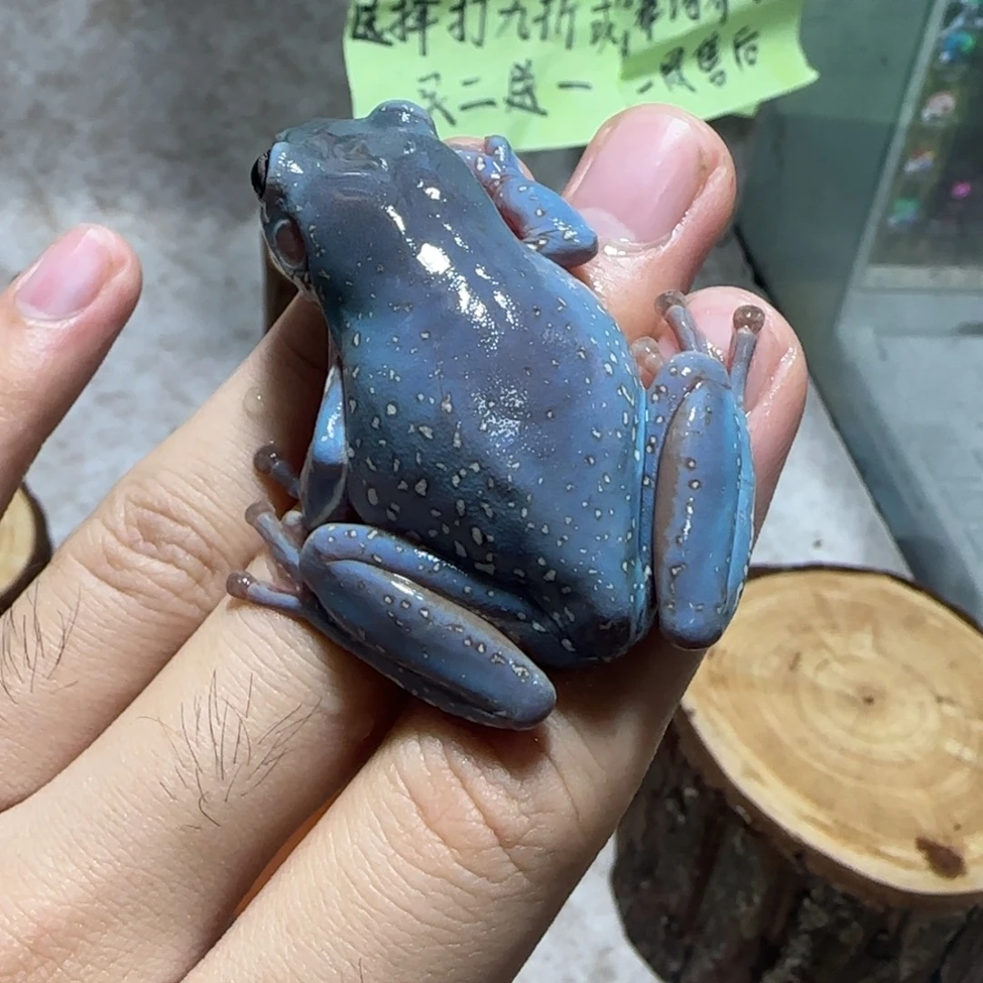 老爷树蛙2 大体型精品奥蓝