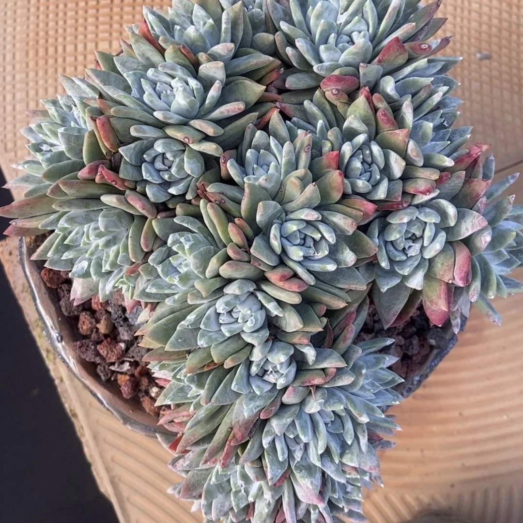 白雪啦啦啦多肉啦啦啦